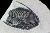 Bargain, Cornuproetus Trilobite Fossil - Morocco #106033-2